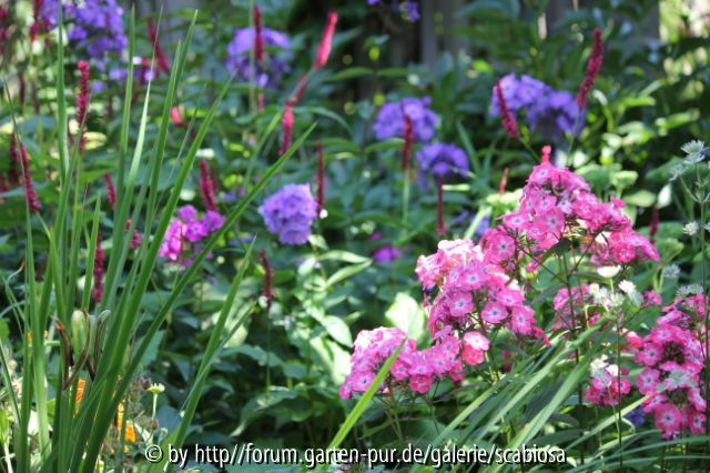 Phlox pan. im Staudenbeet