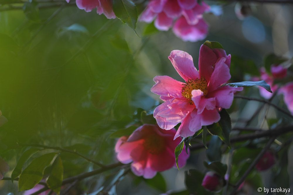 flower girl
