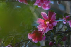 flower girl