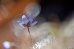 hepatica im gegenlicht