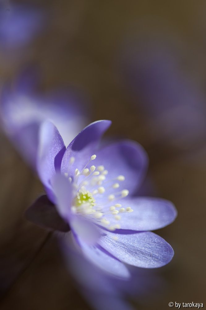 hepatica
