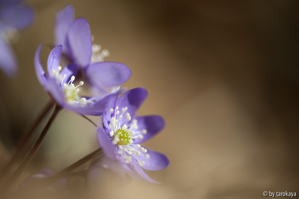 hepatica 3/13