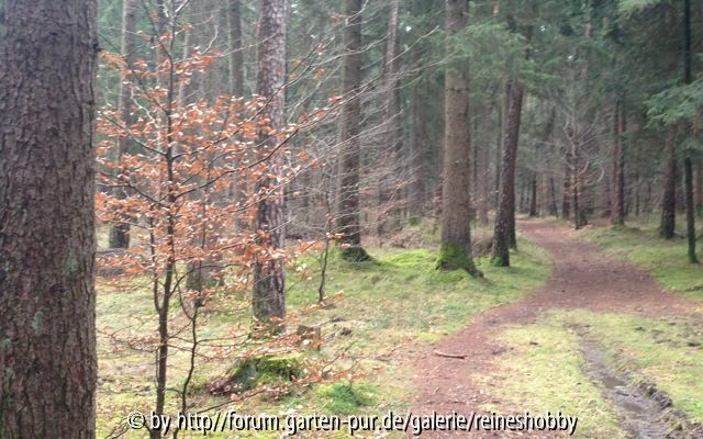 Blick in unseren Wald