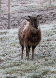 Unser jüngstes Schaf Viisi