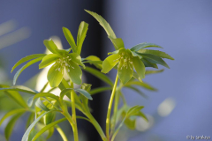 H.dumentorum