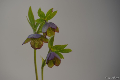 H.croaticus