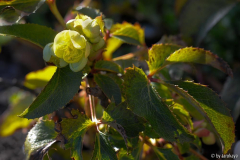 H.argutifolius