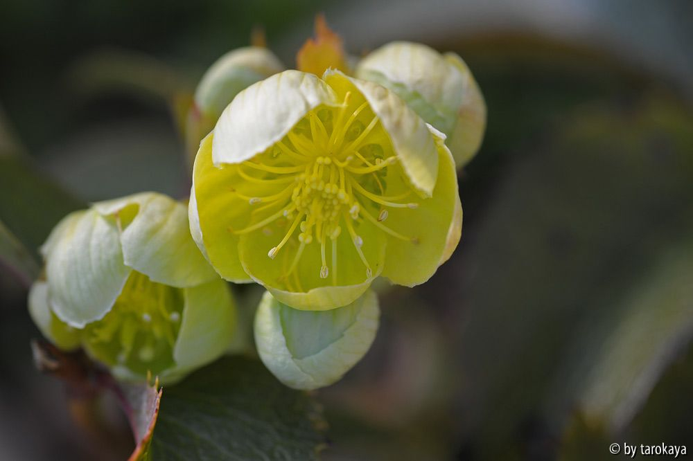 H.argutifolius blüte