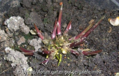Austrieb Hosta 20märz13.jpg