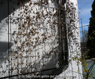 Clematis alpina_braunes Laub