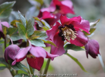 2013-03-23 rot  KapHorn.jpg