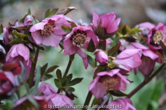 2013-03-23 rosa  KapHorn.jpg