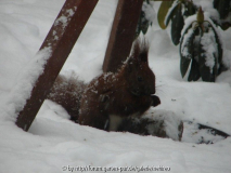 Schneehörnchen