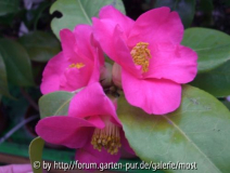 November Pink Sämling.jpg