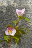 profumata13