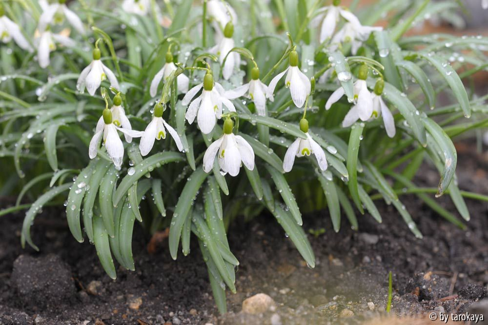 galanthus