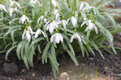 galanthus