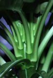 Cardiocrinum giganteum var. yunnanense