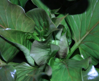 Cardiocrinum giganteum var. yunnanense