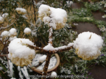 Edgeworthia 2 2013-03-26.jpg