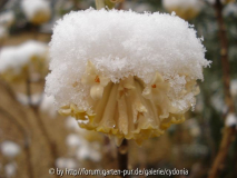 Edgeworthia 1 2013-03-26.jpg