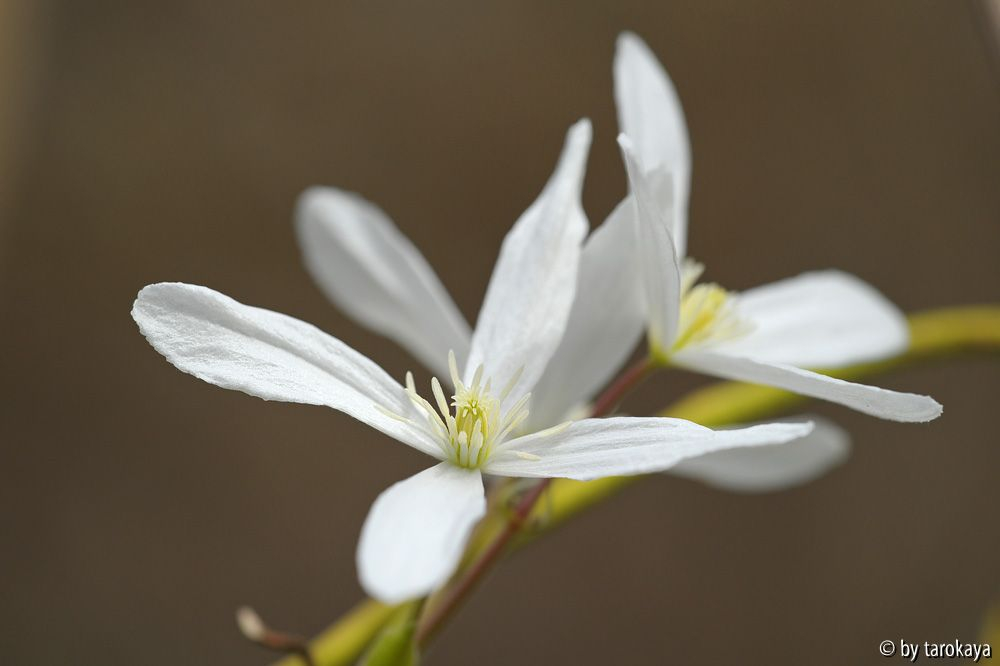 Clematis armandii2 3/13
