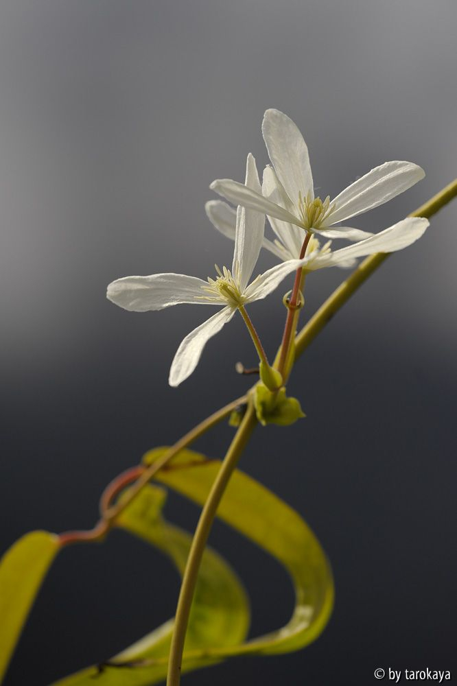 Clematis armandii 3/13
