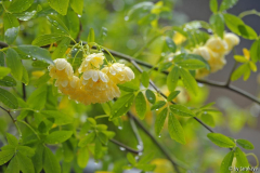 Rosa banksiae lutea nass