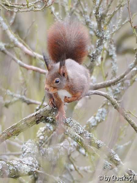 Dunkelhörnchen3