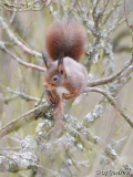Dunkelhörnchen3