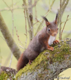 Dunkelhörnchen2