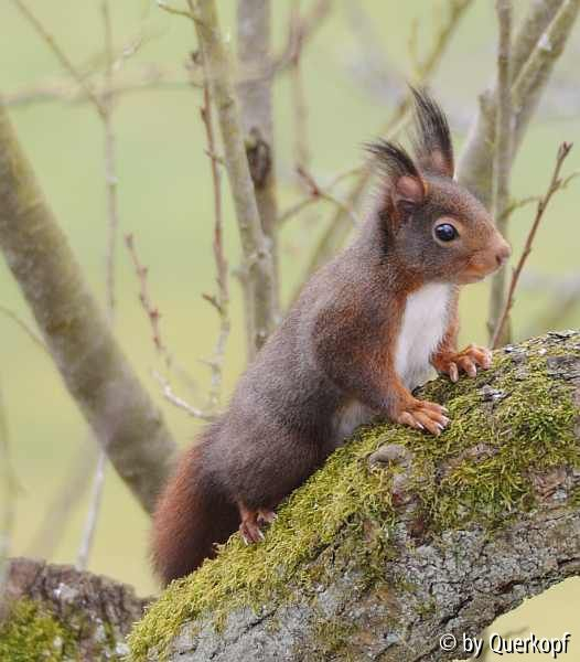 Dunkelhörnchen1