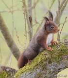 Dunkelhörnchen1