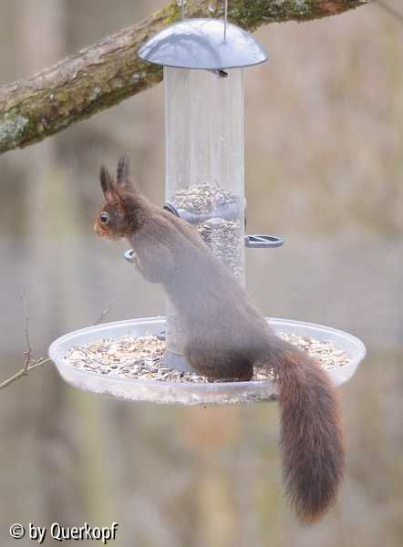 Dunkelhörnchen0