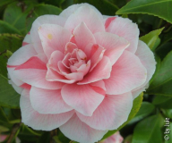 Bonomiana 8_4_1.JPG