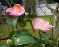 Loki Schmidt 29_3_2.JPG