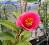 C_ Saluenensis pink 29_3.jpg