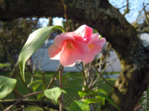 C_ Rosaeflora 29_3.jpg