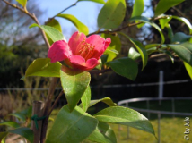 C_ Puniceiflora 29_3.jpg