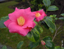 C_ Chinensis vari 29_3_1.JPG