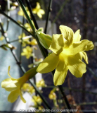 Winterjasmin_k.JPG