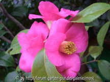 november Pinksämling 30märz13.jpg