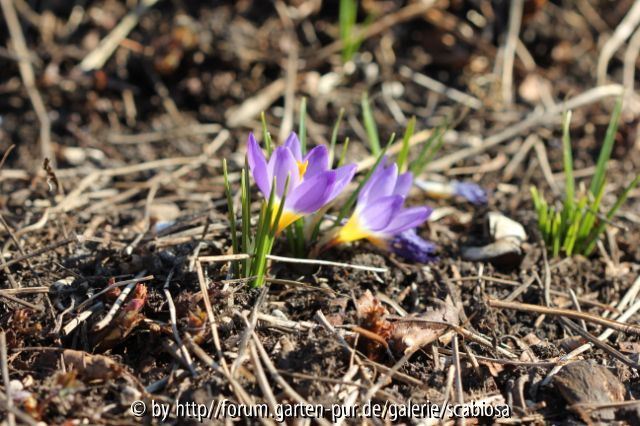 Krokus, tricolor