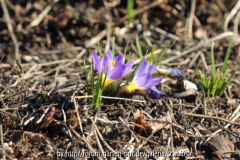 Krokus, tricolor