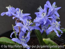 x Chionoscilla allenii März 2013