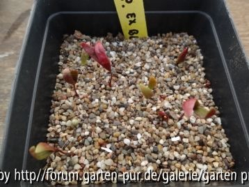 x Chionoscilla allenii März 2013