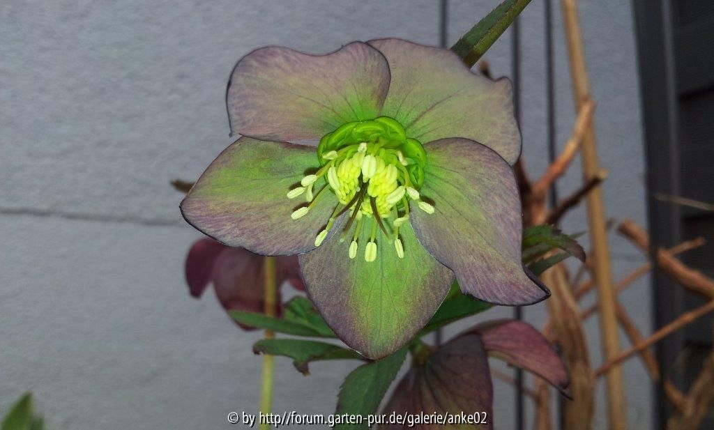 Helleborus 2013
