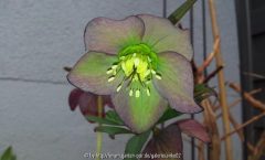 Helleborus 2013
