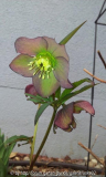 Helleborus 2013