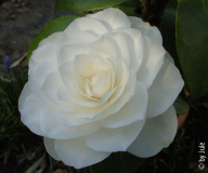 Nuccio_s Gem 6_4_2.JPG